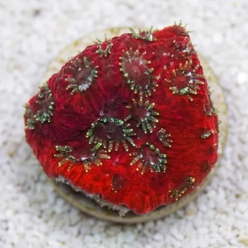 Favites Brain War Coral : Spiderman - Aquacultured