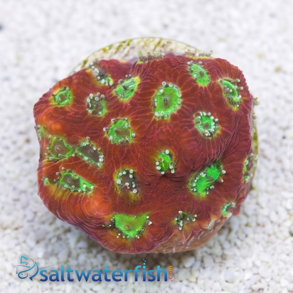Favites Brain War Coral : Lemon Lime - Aquacultured