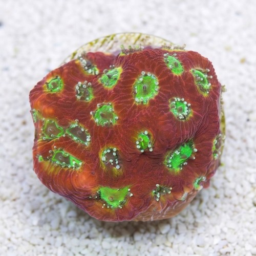 Favites Brain War Coral : Lemon Lime - Aquacultured