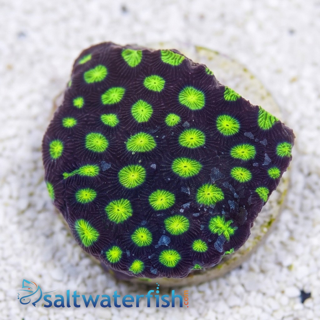 Favites Brain Coral: Green Eye 