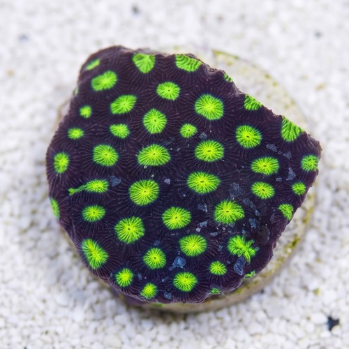 Favites Brain Coral: Green Eye 