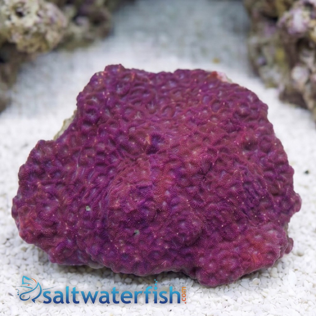 Favites Brain Coral: Red Eye w/ Dark Red Rim -Indo Pacific