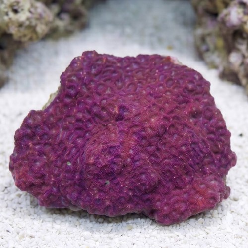 Favites Brain Coral: Red Eye w/ Dark Red Rim -Indo Pacific