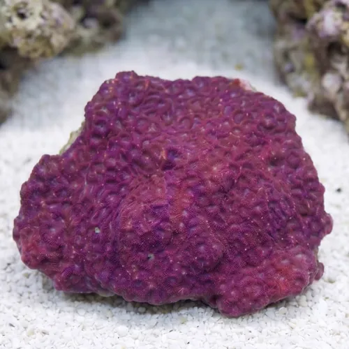 Favites Brain Coral: Red Eye w/ Dark Red Rim -Indo Pacific