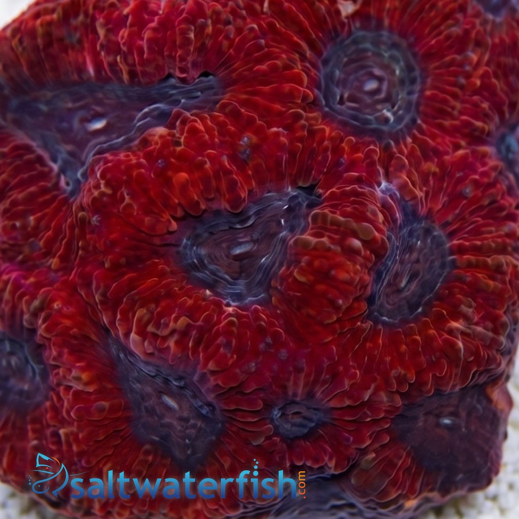 Favites Brain Coral: Red Eye w/ Purple Rim