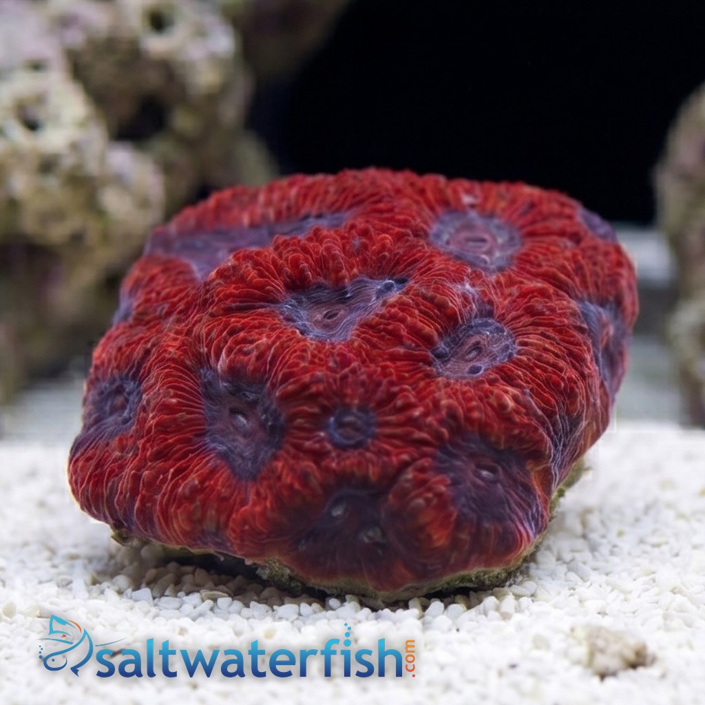 Favites Brain Coral: Red Eye w/ Purple Rim
