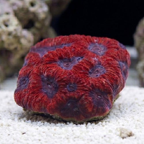 Favites Brain Coral: Red Eye w/ Purple Rim