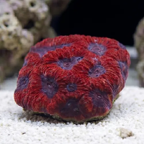 Favites Brain Coral: Red Eye w/ Purple Rim
