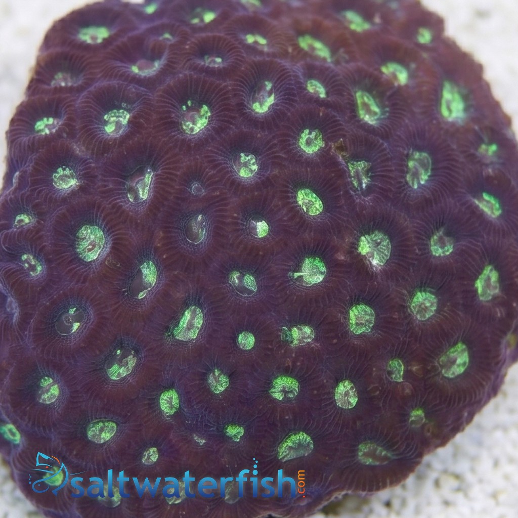 Favites Brain Coral: Colored - Indo Pacific