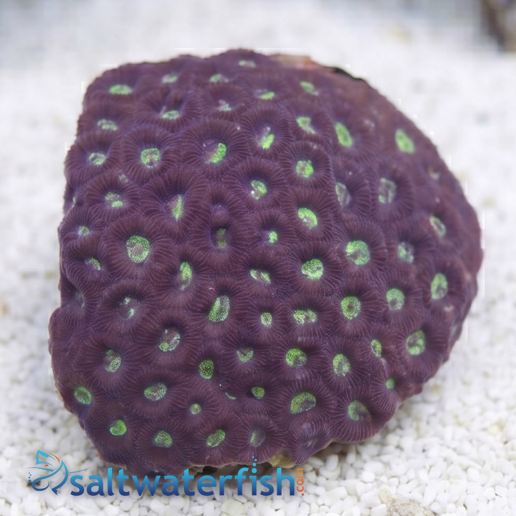 Favites Brain Coral: Colored - Indo Pacific