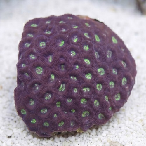 Favites Brain Coral: Colored - Indo Pacific