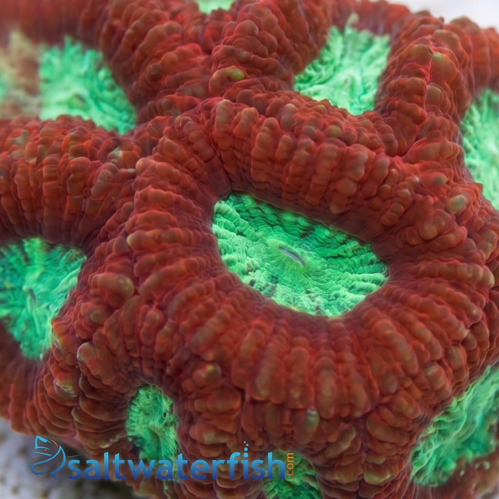 Favites Brain Coral: Red Rim - Australia