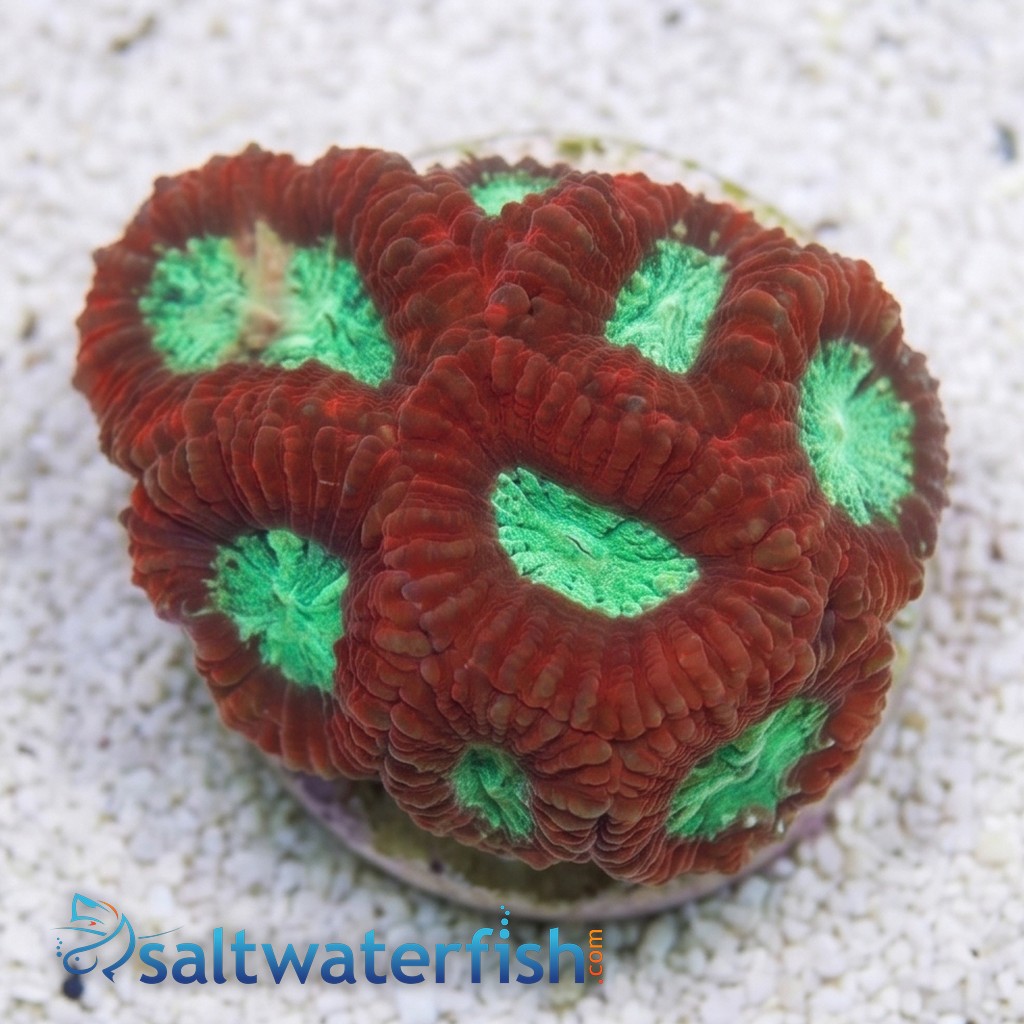 Favites Brain Coral: Red Rim - Australia