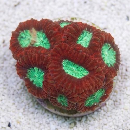 Favites Brain Coral: Red Rim - Australia