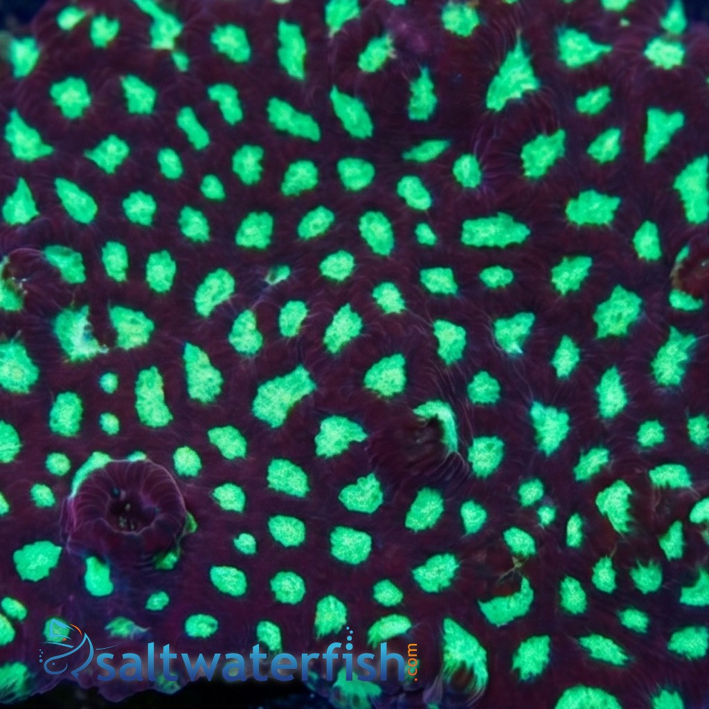 Favites Brain Coral: Green Eye w/ Red Rim -Indo Pacific