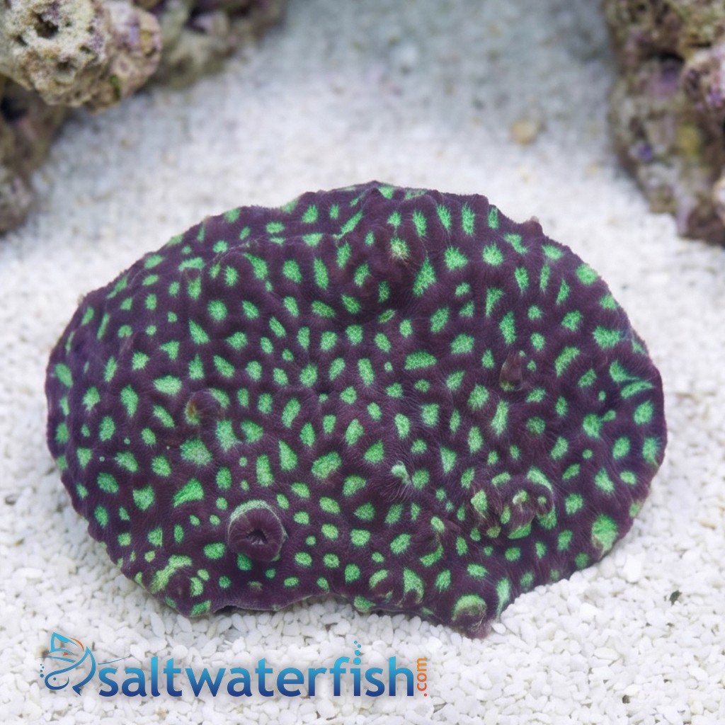 Favites Brain Coral: Green Eye w/ Red Rim -Indo Pacific