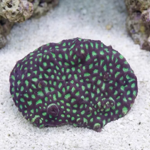Favites Brain Coral: Green Eye w/ Red Rim -Indo Pacific