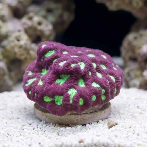 Favites Brain Coral: Green Eye w/ Red Rim - Aquacultured