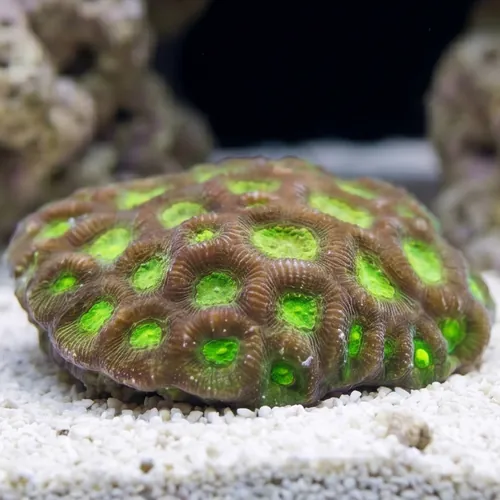 Favites Brain Coral: Neon Green - South Pacific