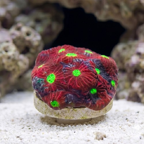 Favites Brain Coral: Colored - Indo Pacific