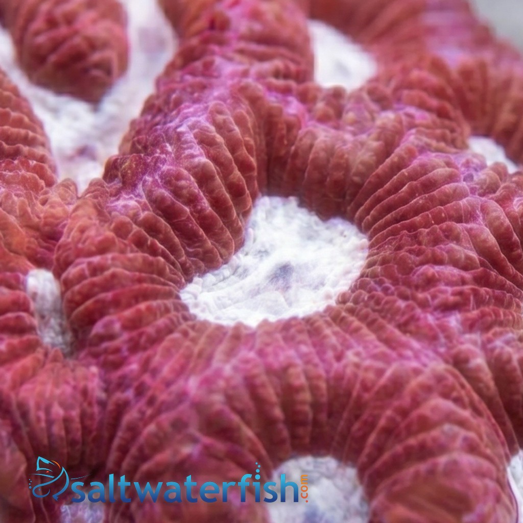 Favites Brain Coral: Pink Eye w/ Red Rim - Aquacultured