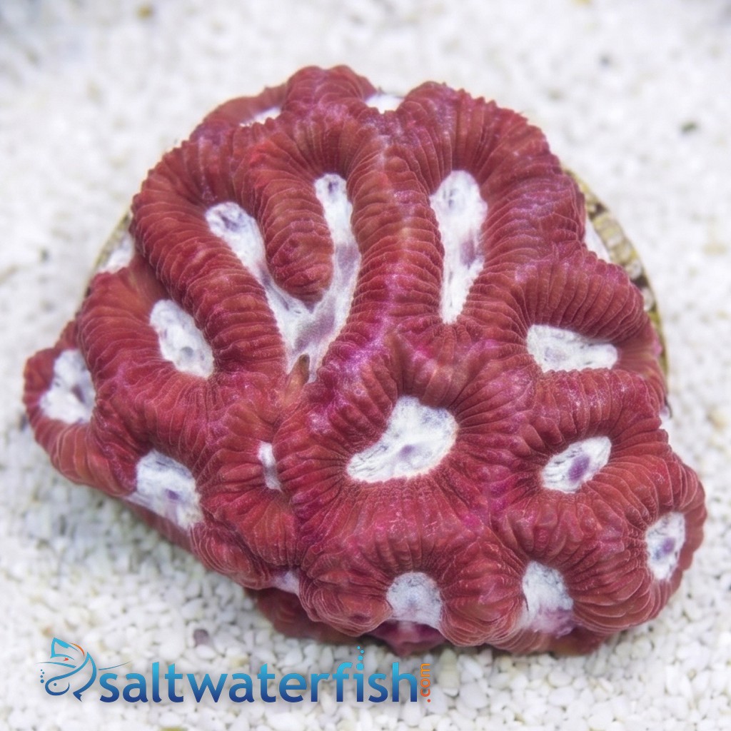 Favites Brain Coral: Pink Eye w/ Red Rim - Aquacultured