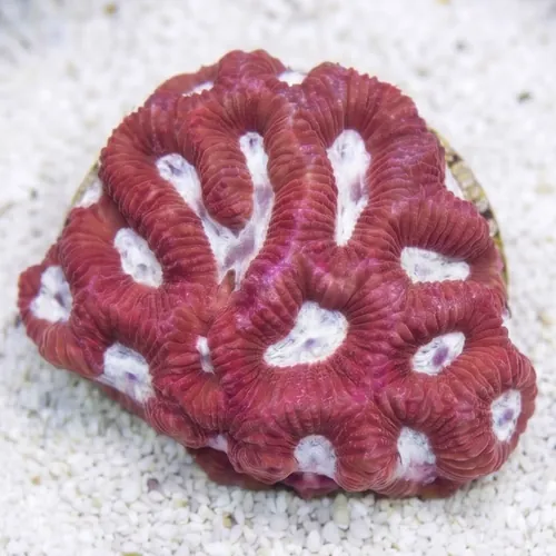 Favites Brain Coral: Pink Eye w/ Red Rim - Aquacultured