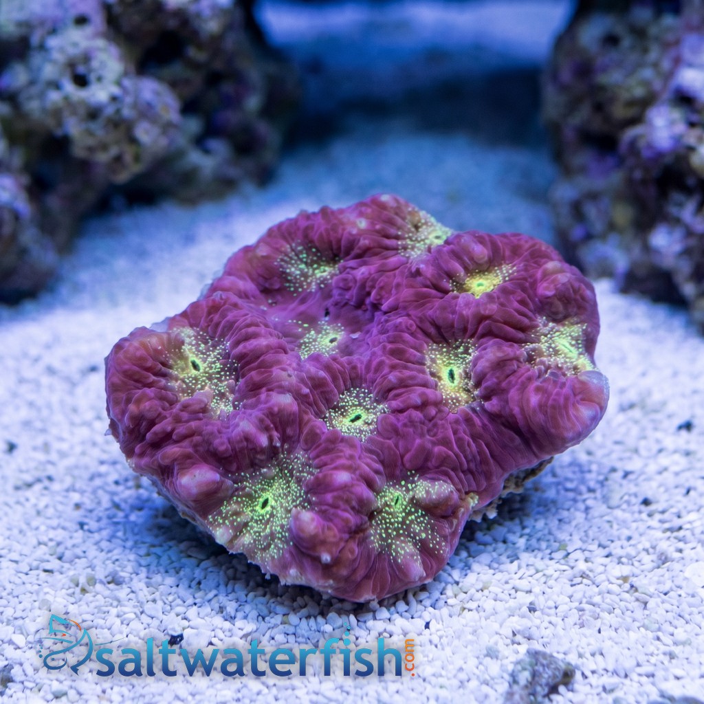 Favites Brain Coral: Gold Eye w/ Red Rim - Aquacultured