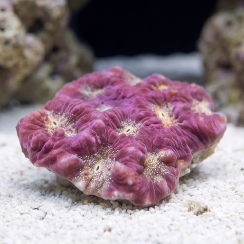 Favites Brain Coral: Gold Eye w/ Red Rim - Aquacultured