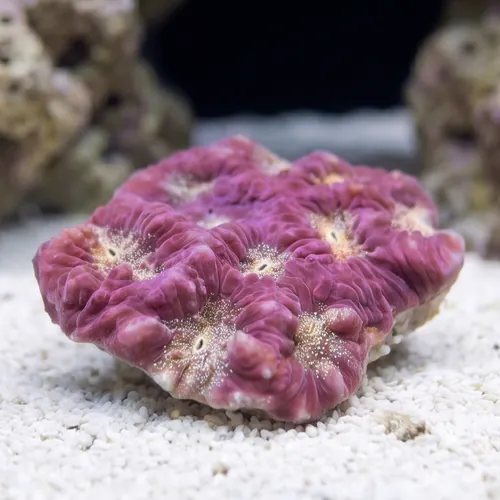 Favites Brain Coral: Gold Eye w/ Red Rim - Aquacultured