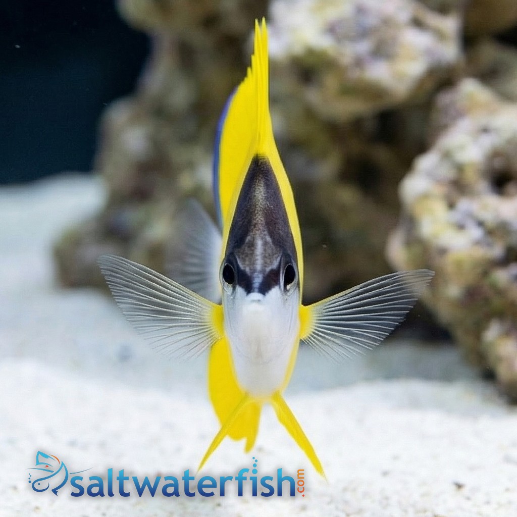Yellow Longnose Butterfly