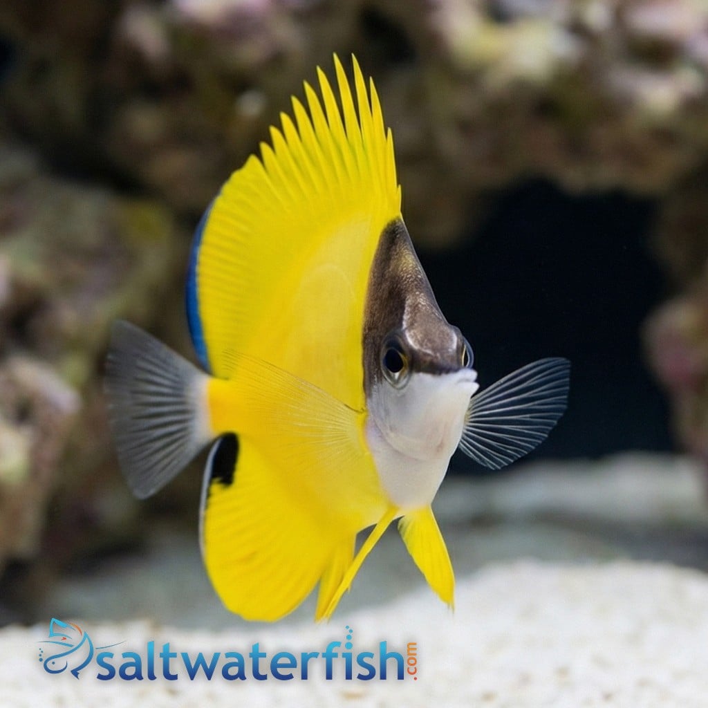 Yellow Longnose Butterfly