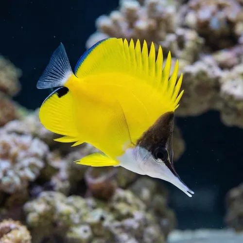 Yellow Longnose Butterfly