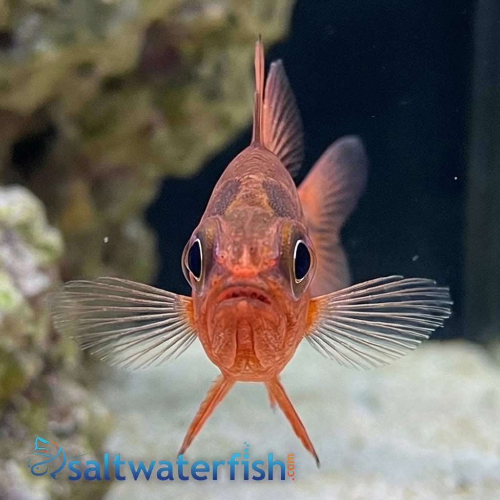 Ruby Flame Cardinal