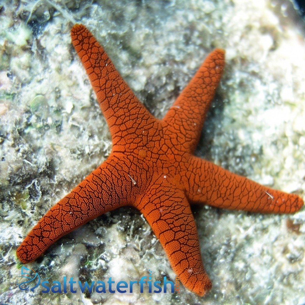 Scorched Red Star