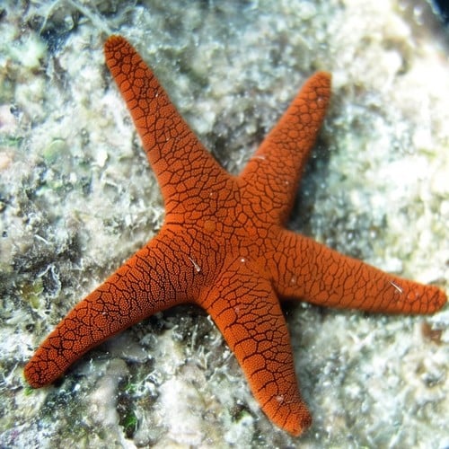 Scorched Red Star