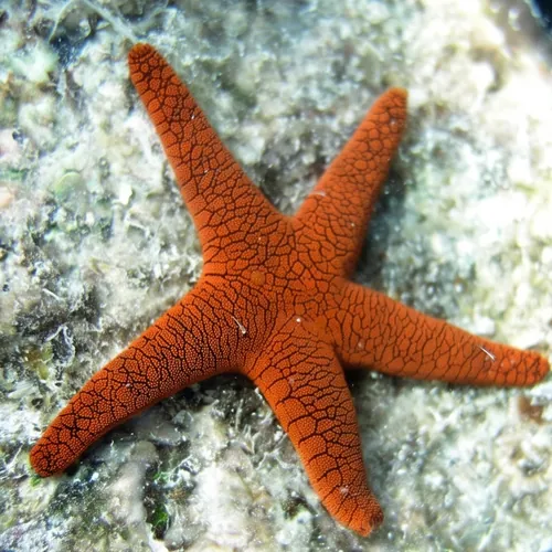 Scorched Red Star
