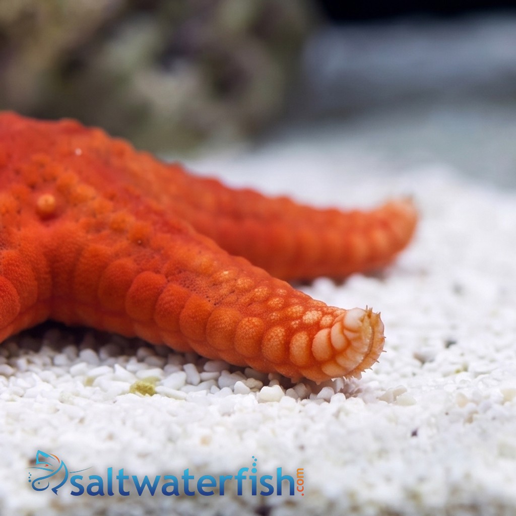 Red (Fromia) Starfish