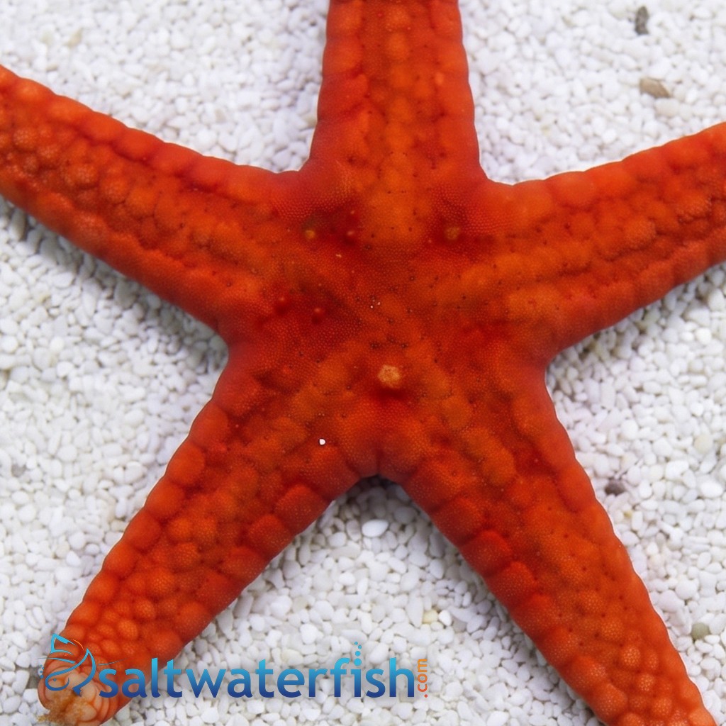 Red (Fromia) Starfish