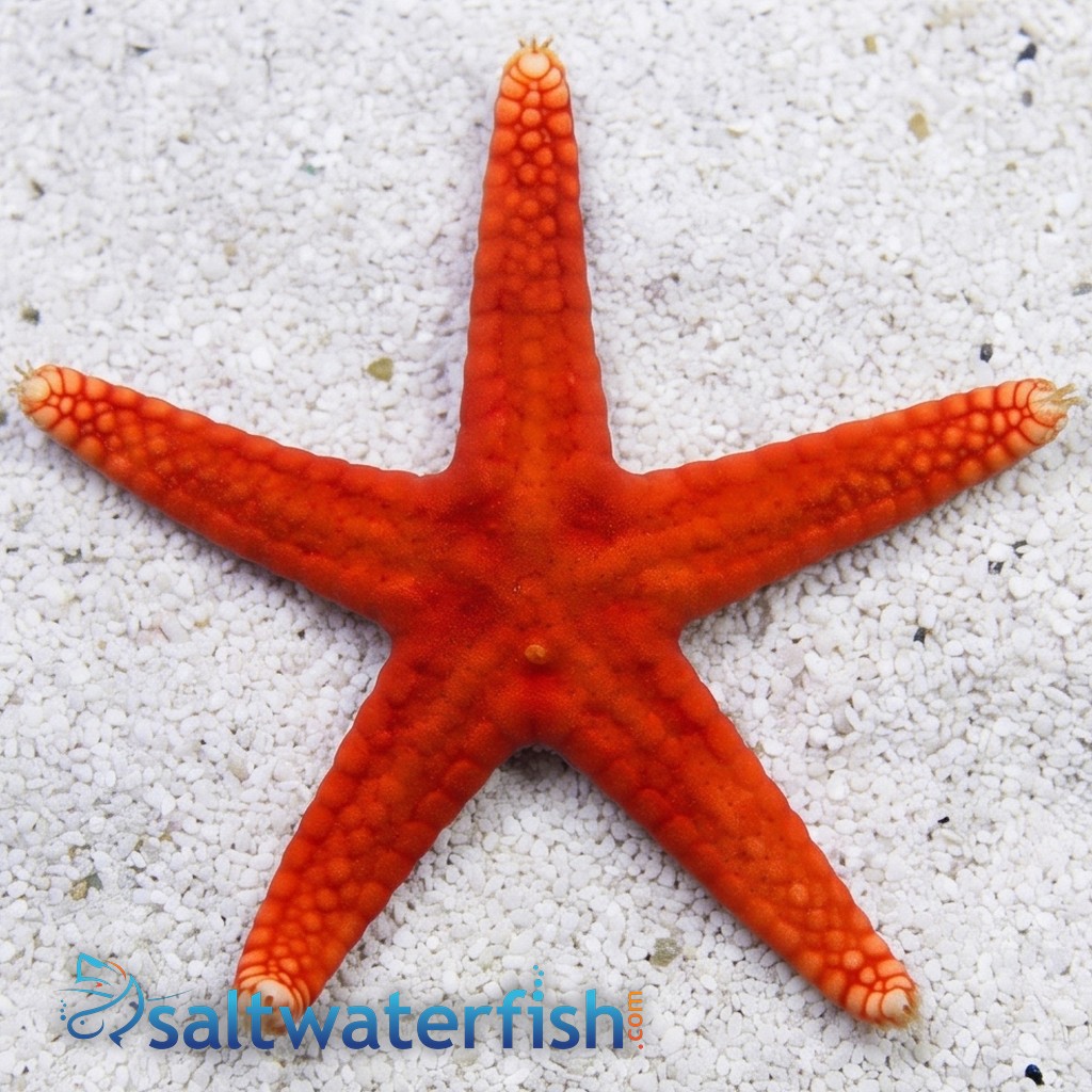 Red (Fromia) Starfish