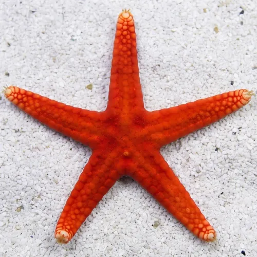 Cortez Starfish - Starfish - Invertebrates