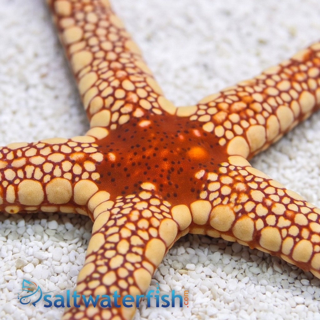 Marble Starfish