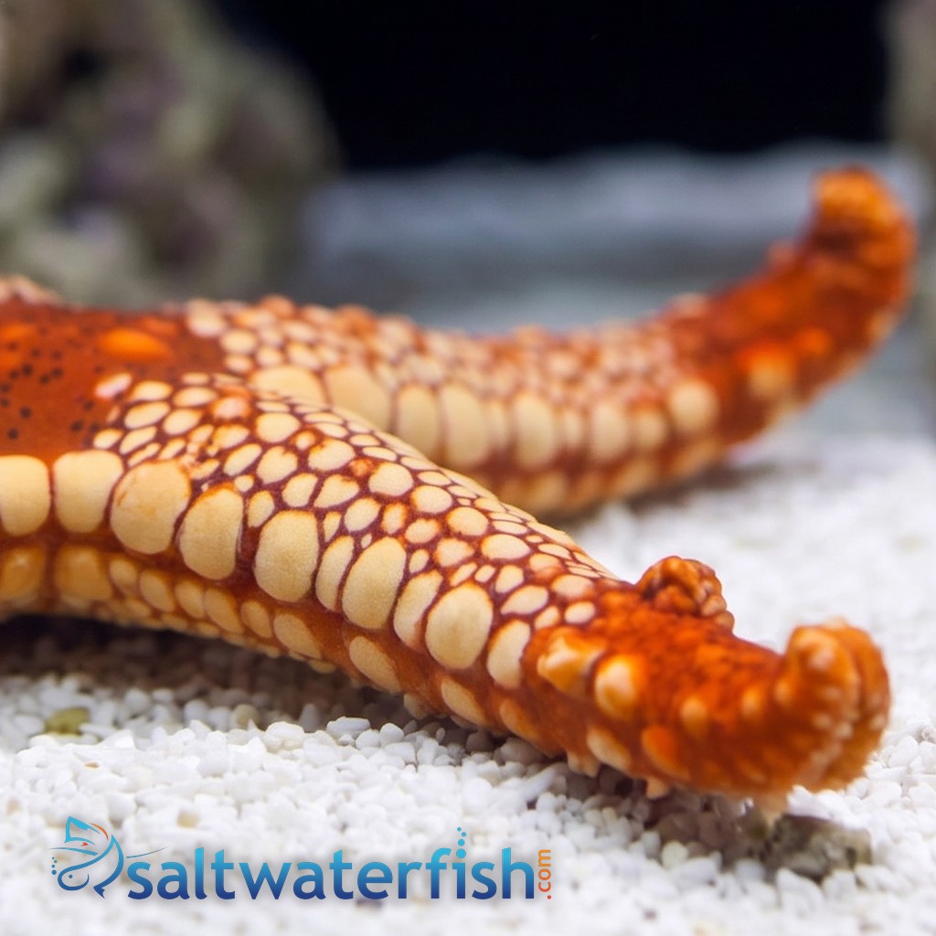 Marble Starfish