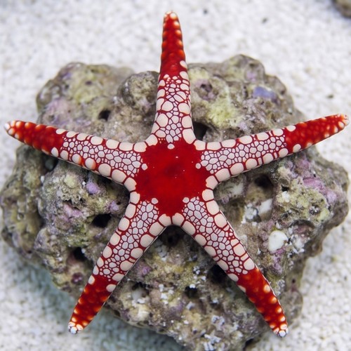 Marble Starfish