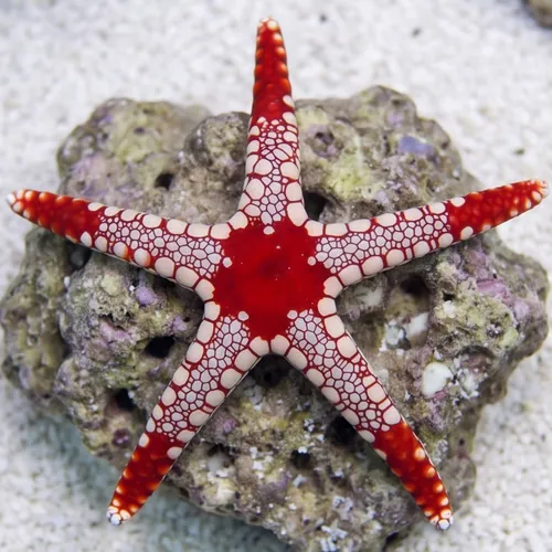 Marble Starfish