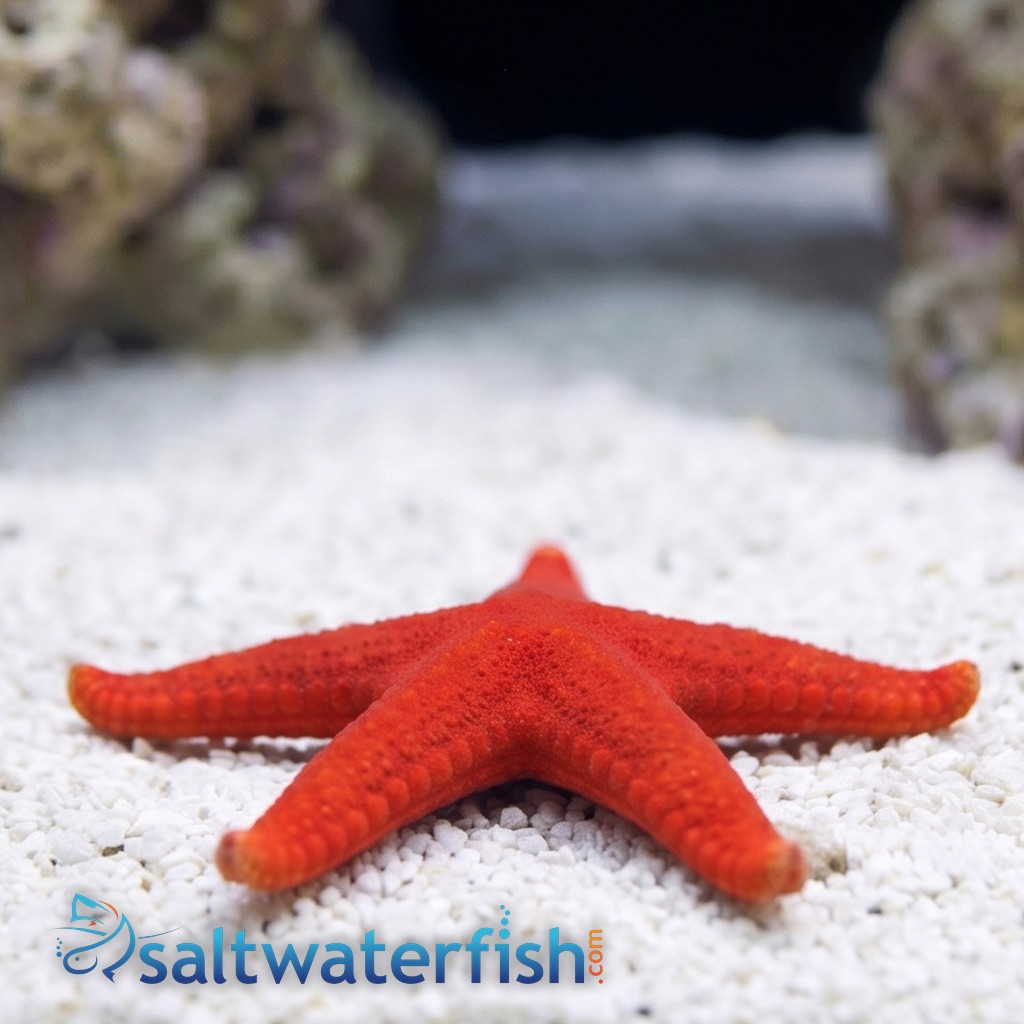 Red (Fromia) Starfish 