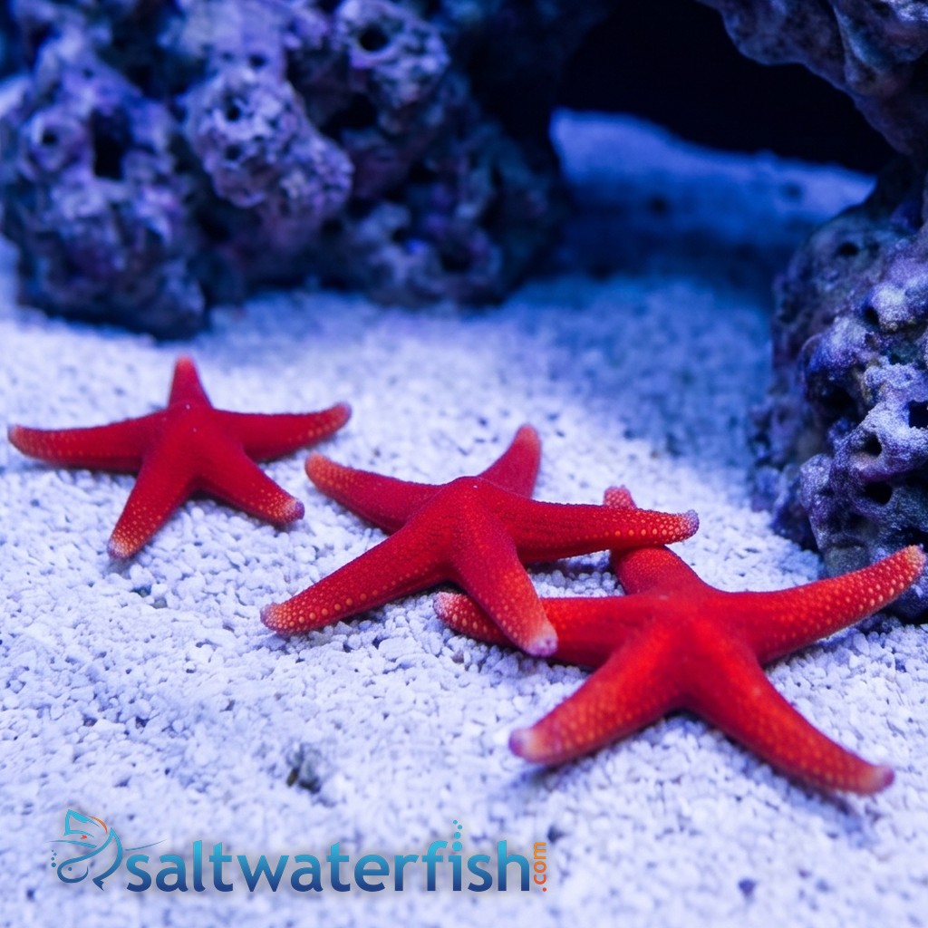 Red (Fromia) Starfish 
