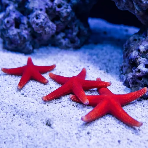Red (Fromia) Starfish
