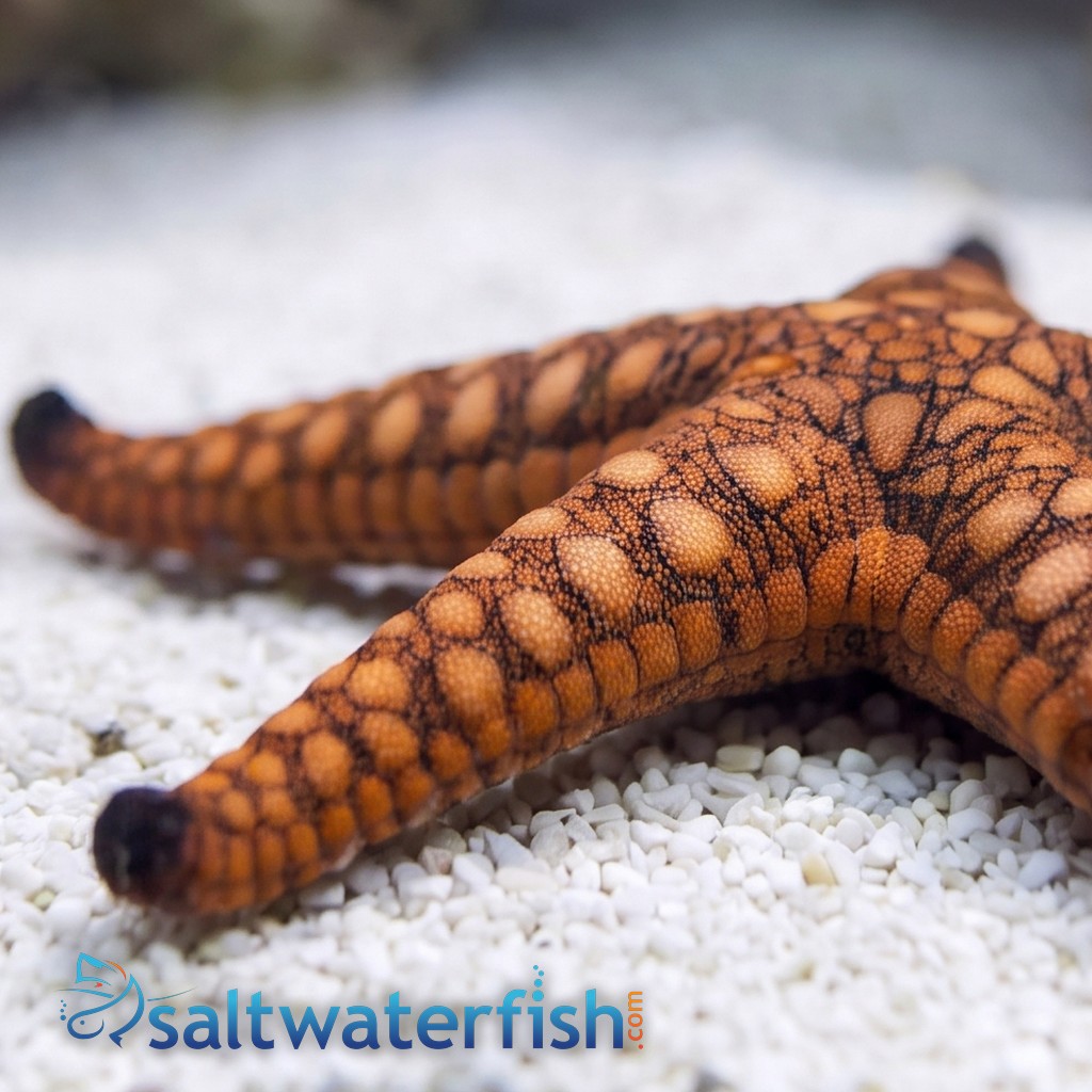 Marble Starfish