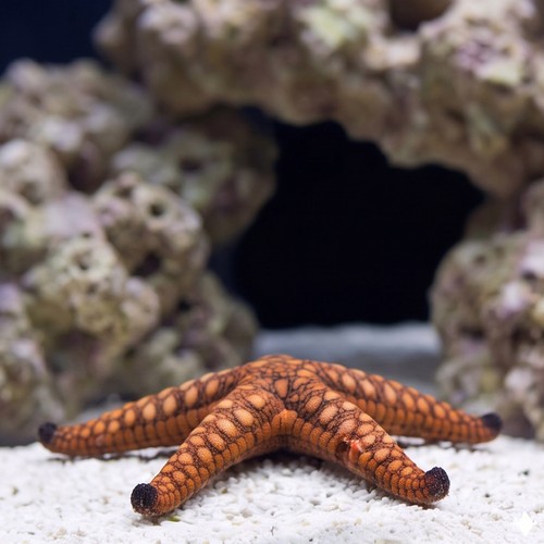 Marble Starfish - Melanesia